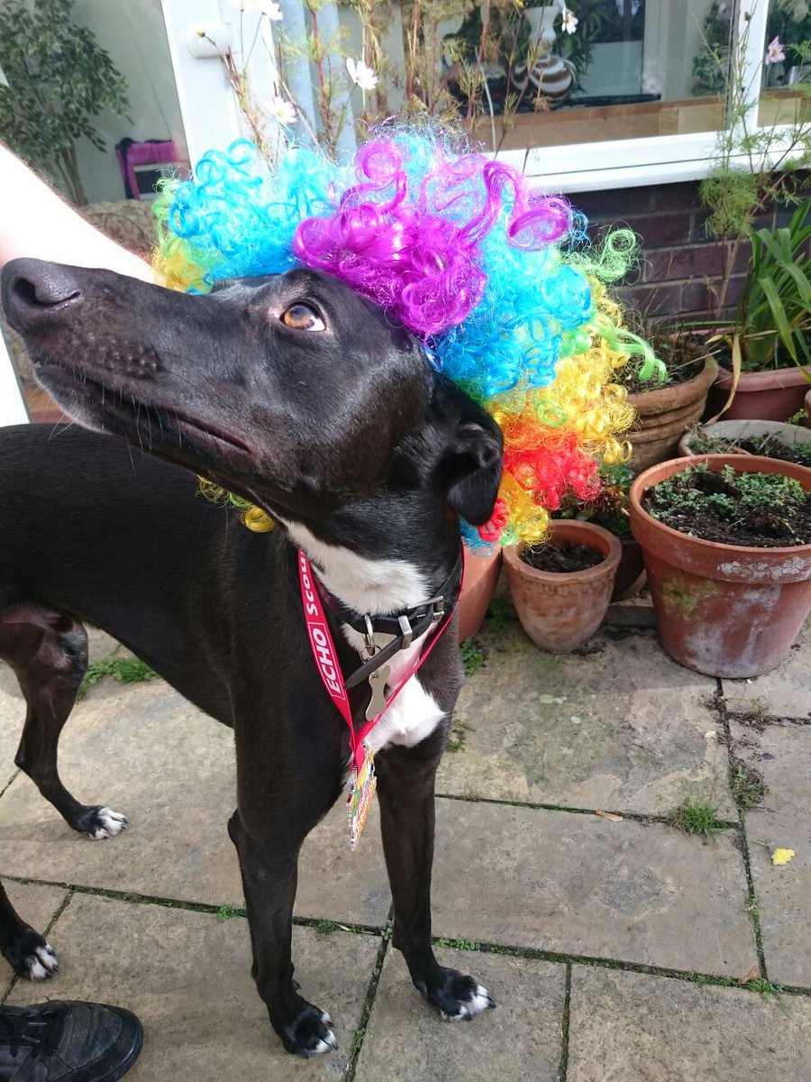 TAFKASB's tweet photo. Mrs SB did the Scouse 5k today. She had to wear a wig that apparently represents scousers. How wacky. Anyway #dogsinwigs https://t.co/WOilAQhaOT