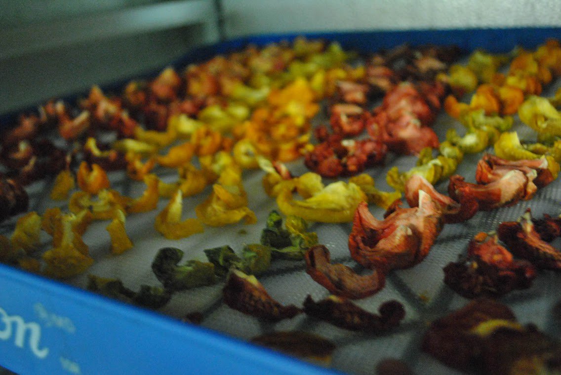 Dehydrated garden tomatoes! We preserve them this way so we can have garden tomatoes in our rigatoni all year long!