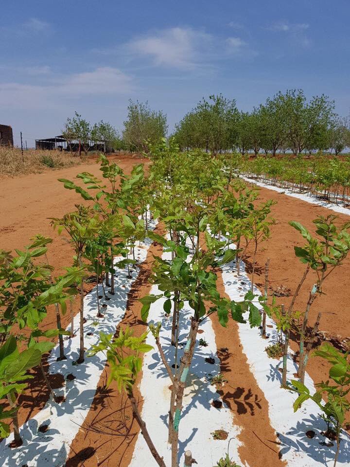 ExploGrow's tweet image. &quot;My bome met ExploGrow, na skaars een jaar, lyk soos tweejarige bome sonder.&quot; Pecan Nut trees planted 09/2016 #doublegrowth #biofertilizer