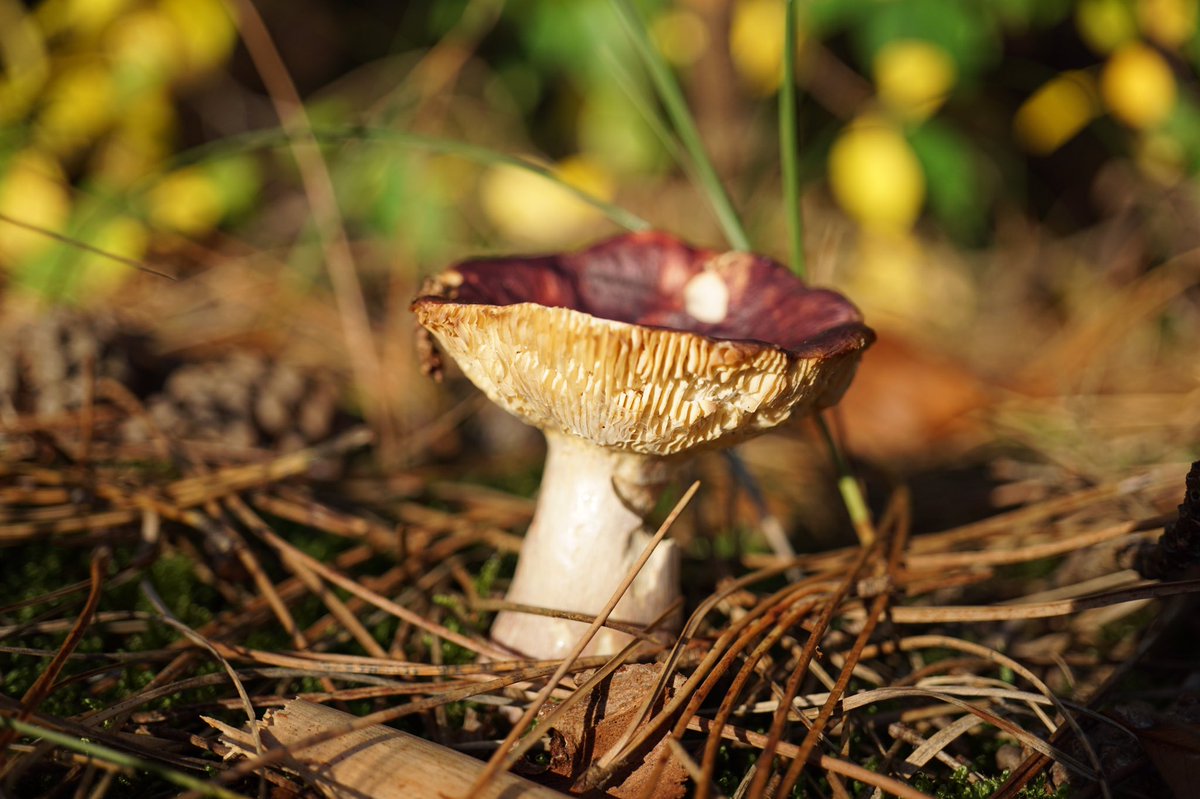 Schoorlse duinen #schoorl #herfst 🍁📸