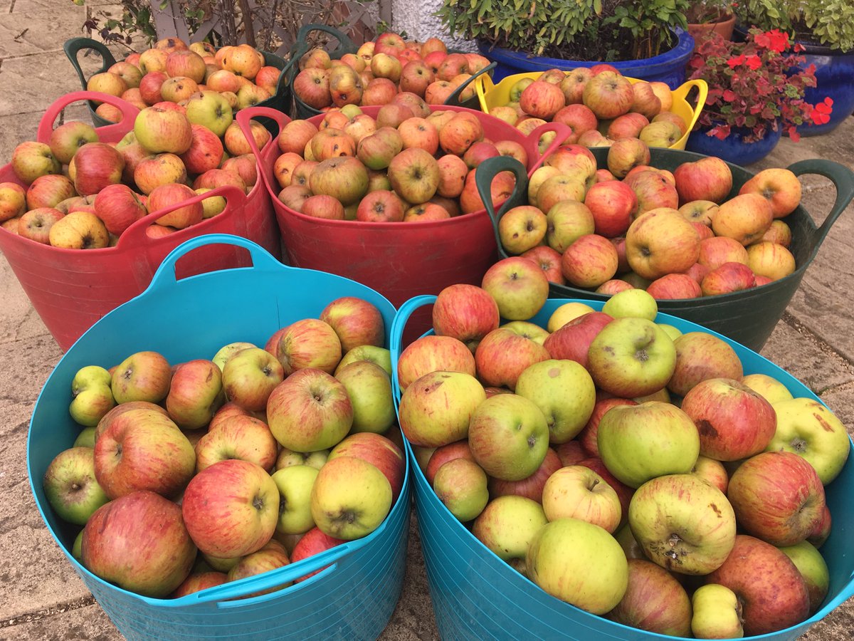 Lisa_A_Newman's tweet photo. Harvest time! Apple sauce made, apple chutney cooking, crumble prepared, ready for apple pressing &amp; juice next week! https://t.co/B2KcQPp4Uq