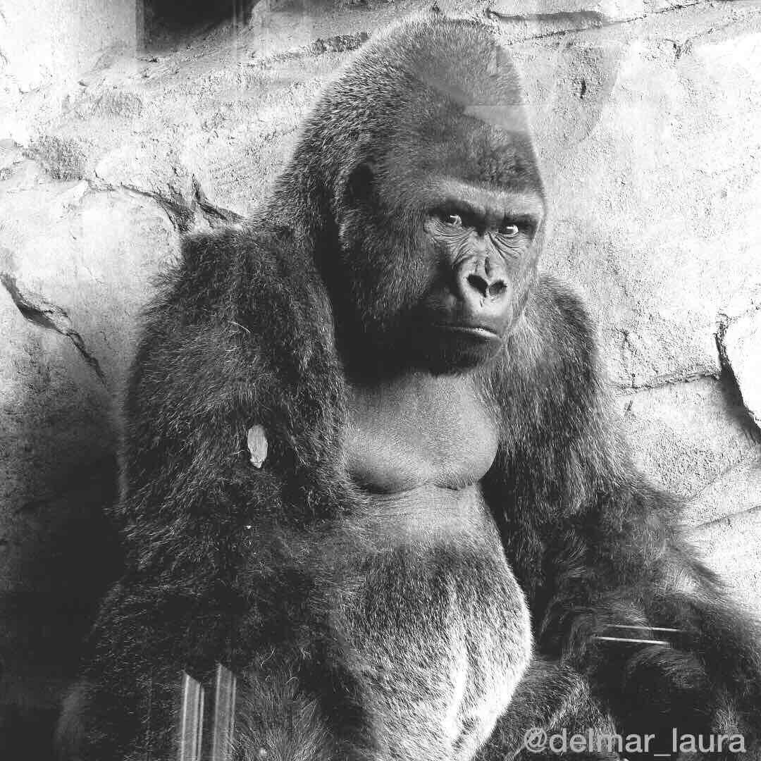 LauraRnb's tweet photo. De todas las especies de animales la que más me asusta es la nuestra. #ArdeGalicia https://t.co/PqDNWmoq3Y