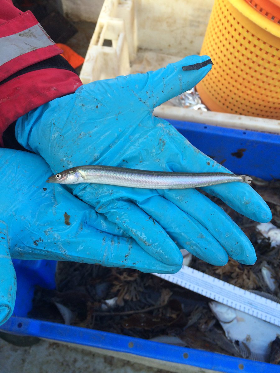 TM_WRT's tweet photo. Great excitement in the Wyre catchment as Day 1 of the 2017/18 smelt survey begun in earnest on the Orion out of Fleetwood. #SearchForSmelt https://t.co/DdiIuiV5gJ