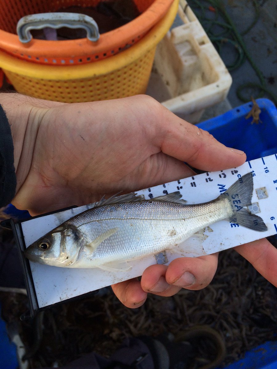 TM_WRT's tweet photo. Great excitement in the Wyre catchment as Day 1 of the 2017/18 smelt survey begun in earnest on the Orion out of Fleetwood. #SearchForSmelt https://t.co/DdiIuiV5gJ