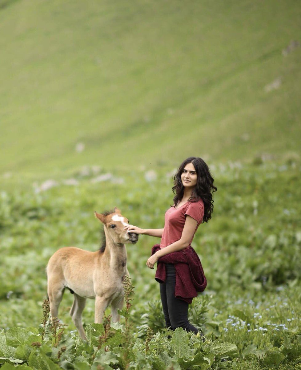 NutsaaK's tweet photo. I cannot describe how much i love animals, especially horses. This beautiful foal approached me, it was like a dream come true 😱 🐎 ❤️ https://t.co/09JstiLBGC