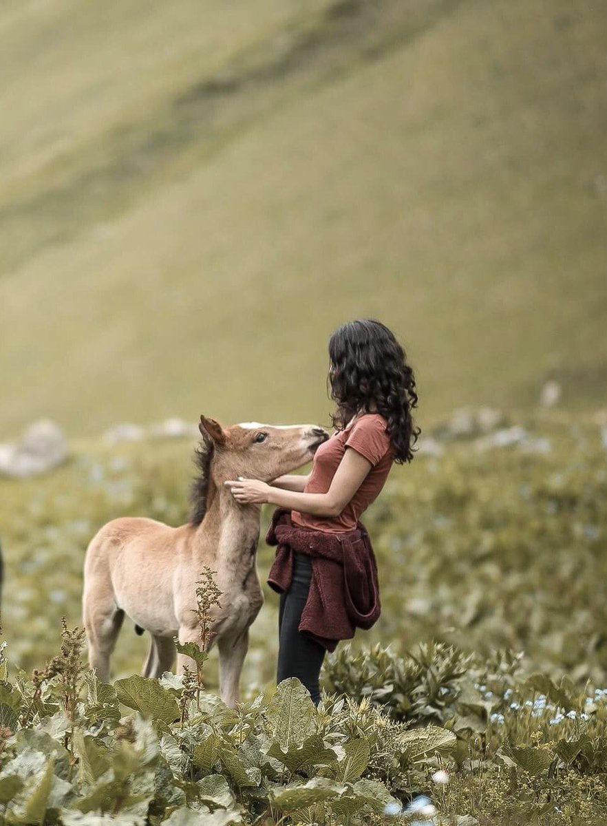 NutsaaK's tweet photo. I cannot describe how much i love animals, especially horses. This beautiful foal approached me, it was like a dream come true 😱 🐎 ❤️ https://t.co/09JstiLBGC