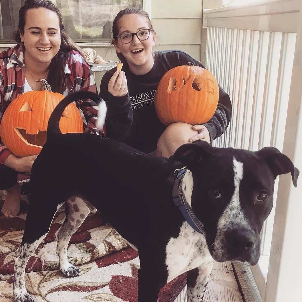 MeganSease's tweet photo. Paco took BYOG a little too literally and took a bite right out of my pumpkin.
#DYOG? https://t.co/aJl7QYAoNb https://t.co/H0yDQabmit