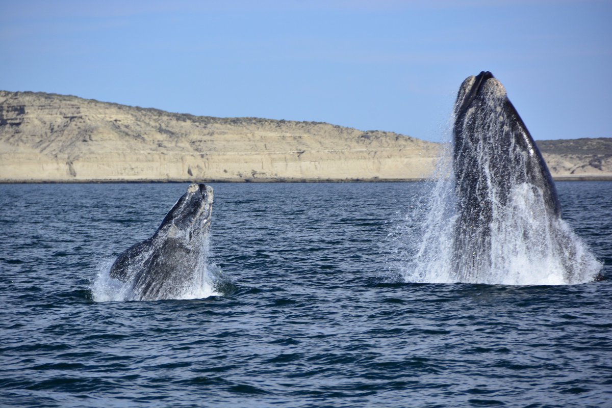 #FelizDiaDeLaMadre y #BuenDomingo para todos!

#BallenaFrancaAustral #PuertoPiramides #PeninsulaValdes #Chubut
PH: H Romero