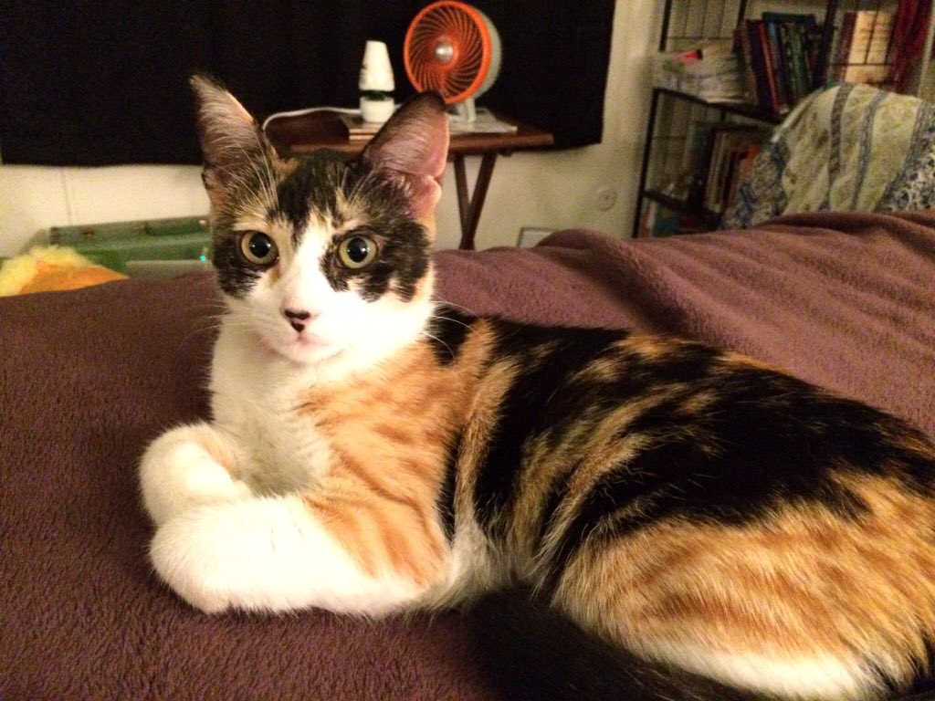 severed_rose's tweet photo. @CatConWorldwide Ginevra https://t.co/EwSeaYnsnD