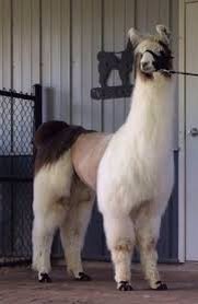 FLAWLESSUGER's tweet photo. Llamas https://t.co/bMoBbYgiE2