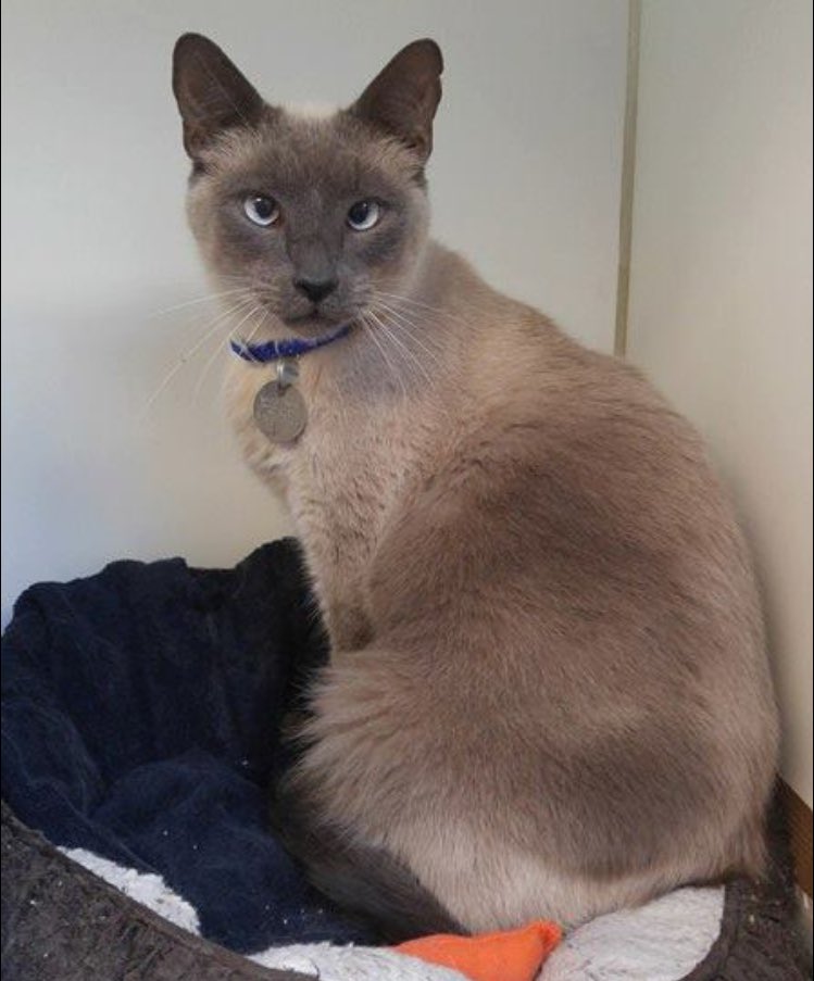 AnimalLeague's tweet photo. Meet Mai Tai! This handsome man is for sure a head turner and loves to model for the camera! #CatsOfTwitter #GetYourRescueOn https://t.co/qgVegkKGRt