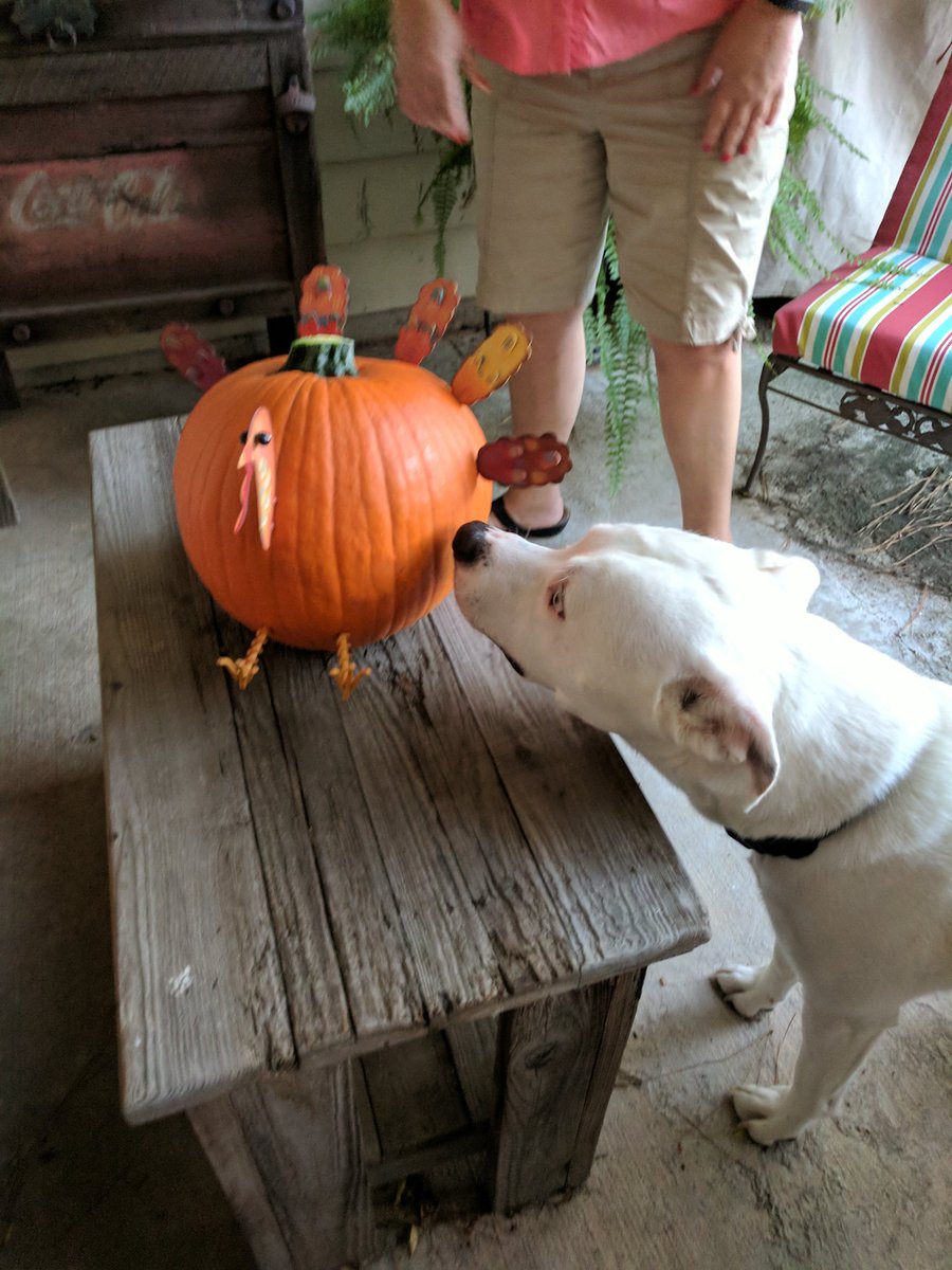 HearneMath's tweet photo. Mom's proud of her Turkey https://t.co/iQdTJ6Z4lM