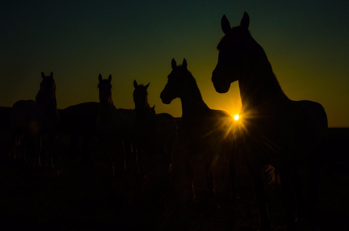 The #sun paints the distant horizon, its twinkle revealing the mighty shadows of a team of mares. #horses