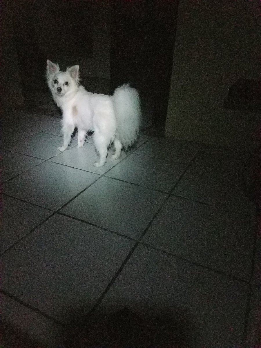 huguettefranche's tweet photo. Another artist donating his talent for #SomosUnaVoz #somosonevoice #nijlo 😂 #SinLuz #PuertoRico #dogsgottalent https://t.co/BN96tIh0OH