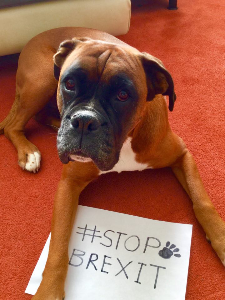 LoubinWally's tweet photo. just counted.. my boxer dog has nine... yes 9 nipples. Is that a bonus nipple or is she missing one? #missingnipple #bonusnipple #boxer https://t.co/xiru70qASK