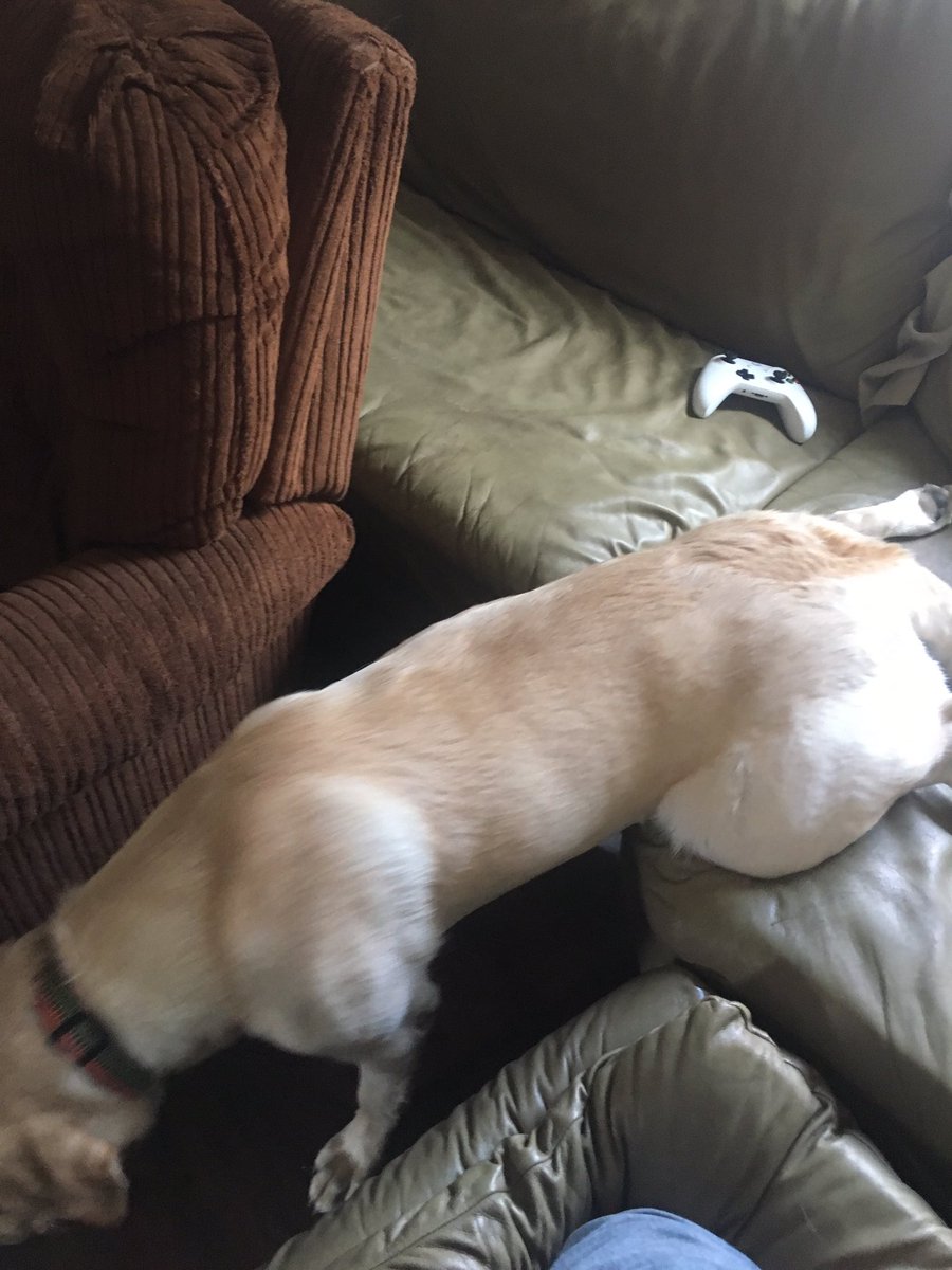 JStraly's tweet photo. My Dog: "I will never leave." https://t.co/xOifK9U17R