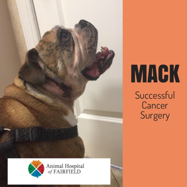 AHofFairfield's tweet photo. @AHofFairfield#beatcancer#Mackthebulldog#dogs#surgery#fairfieldnjvet#973-227-8864#bulldogs#veterinarian#petsurgeon https://t.co/4vGWrdzVRK