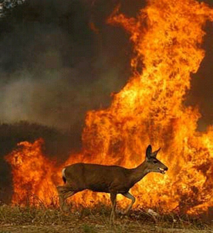 PsicologoABT's tweet photo. Imágenes que parten el alma.  #Ardegalicia . Acto atroz cometido contra La Madre Tierra.  Ahora, a unir fuerzas para afrontar y parar esto. https://t.co/Vz0rH0o4Lg