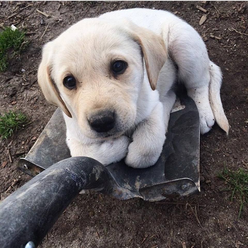 BeyondAdorable's tweet photo. No dig only play https://t.co/IaawF9oMTB