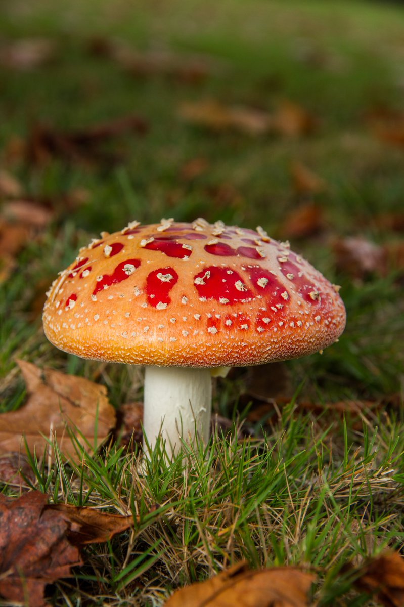 markhortonphoto's tweet photo. Love the effect that the weather has had on this amazing looking Fly Agaric @SurreyLife @BBCEarth #EarthCapture https://t.co/ozYU3faCTa https://t.co/ygpxyBd7Bd