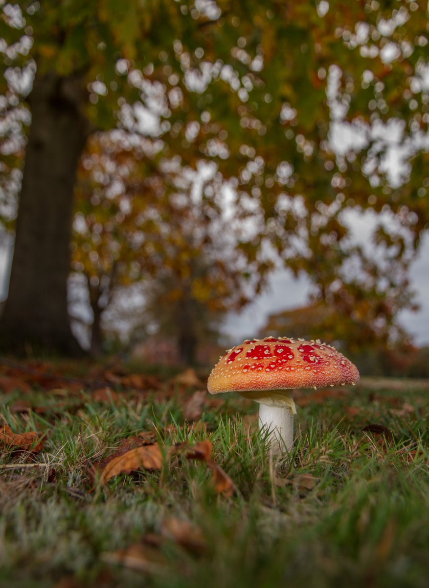 markhortonphoto's tweet photo. Love the effect that the weather has had on this amazing looking Fly Agaric @SurreyLife @BBCEarth #EarthCapture https://t.co/ozYU3faCTa https://t.co/ygpxyBd7Bd