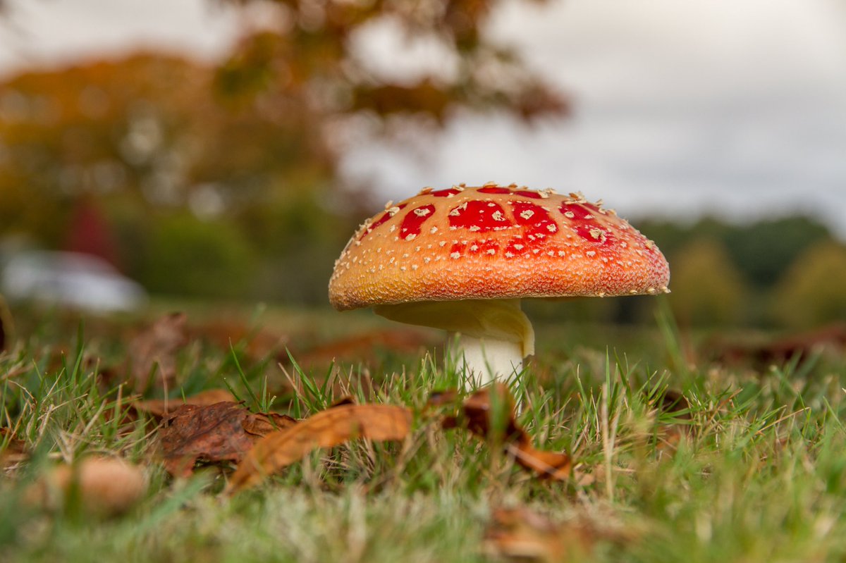 markhortonphoto's tweet photo. Love the effect that the weather has had on this amazing looking Fly Agaric @SurreyLife @BBCEarth #EarthCapture https://t.co/ozYU3faCTa https://t.co/ygpxyBd7Bd