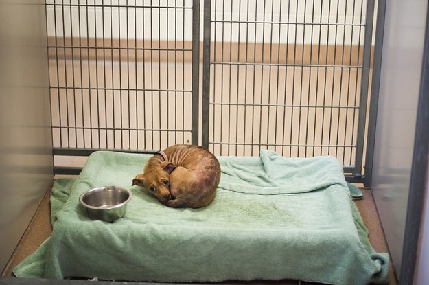 BuzzFeed's tweet photo. These stories about people saving animals in the California fires will restore your faith in 2017 https://t.co/Th16gIOO2L https://t.co/WRCDDRRHVp
