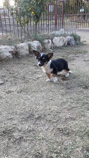 lupo2214 photo
