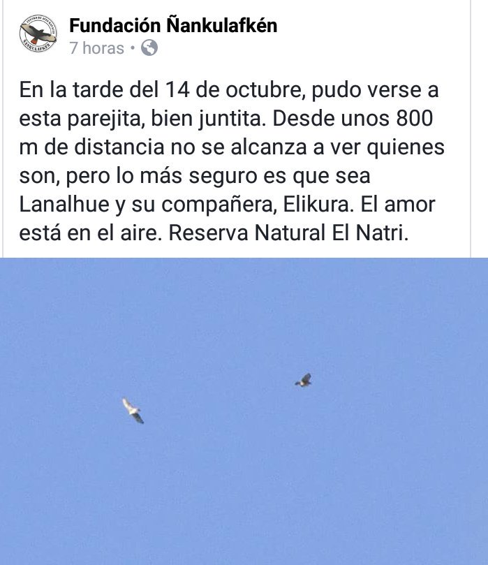 VicenteVicho's tweet photo. Lanalhue el Aguilucho Chico con receptor satelital (Buteo Albígula) en su territorio junto a su pareja, los invitamos a seguirnos RT https://t.co/pLQOv9UXH3