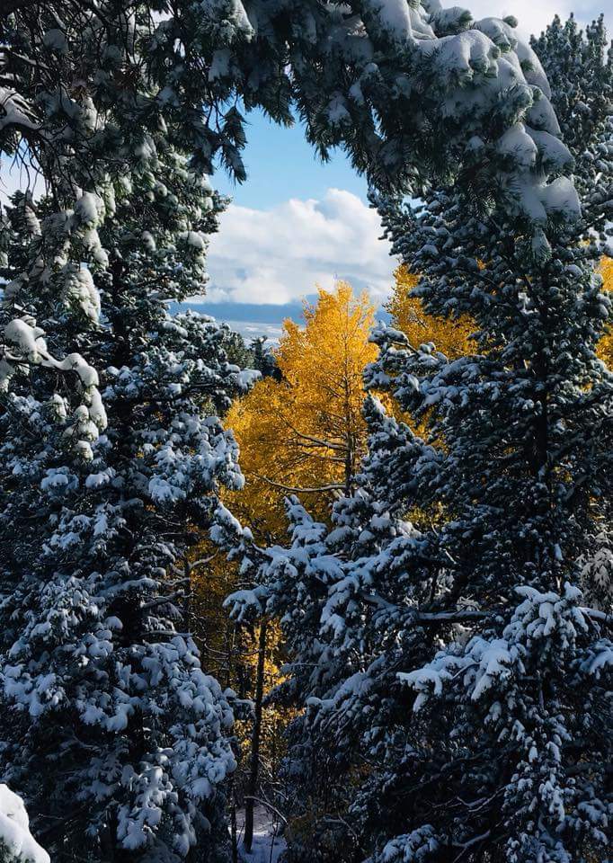 First snow in Conifer, Colorado (OC taken by my Dad) [960x682]