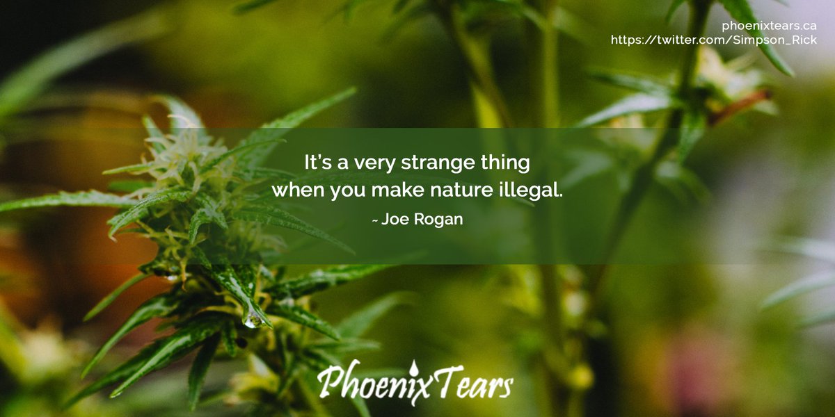 Simpson_Rick's tweet photo. Everyone should have the right to the free growing and use of #cannabis. #LegalizeIt #FreeThePlant #CannabisIsMedicine https://t.co/X91yhCJXLy