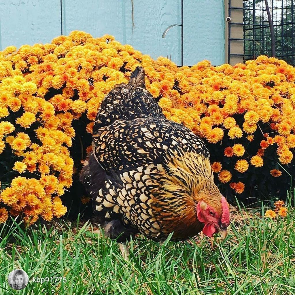 HealthyChickens's tweet photo. Via @kbp91775..."Our gorgeous Winnie doing a bit of free ranging by the mums." #backyardpoultrymag #backyardchick… https://t.co/L0RNZzBMLH https://t.co/XjUL6LCcCW