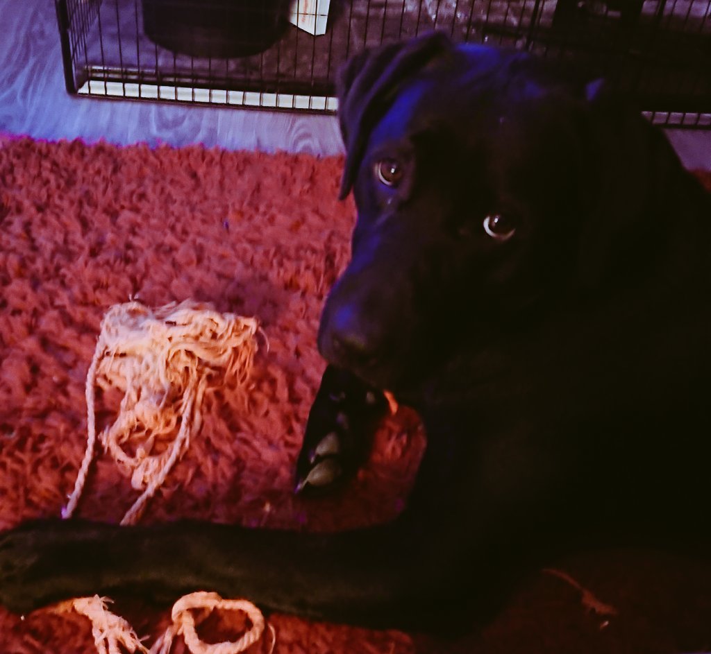 It's taken 10 months, but I think it might be time to replace the crab! 🦀🙈 <a href="/companyofhounds/">Company of Hounds</a>
