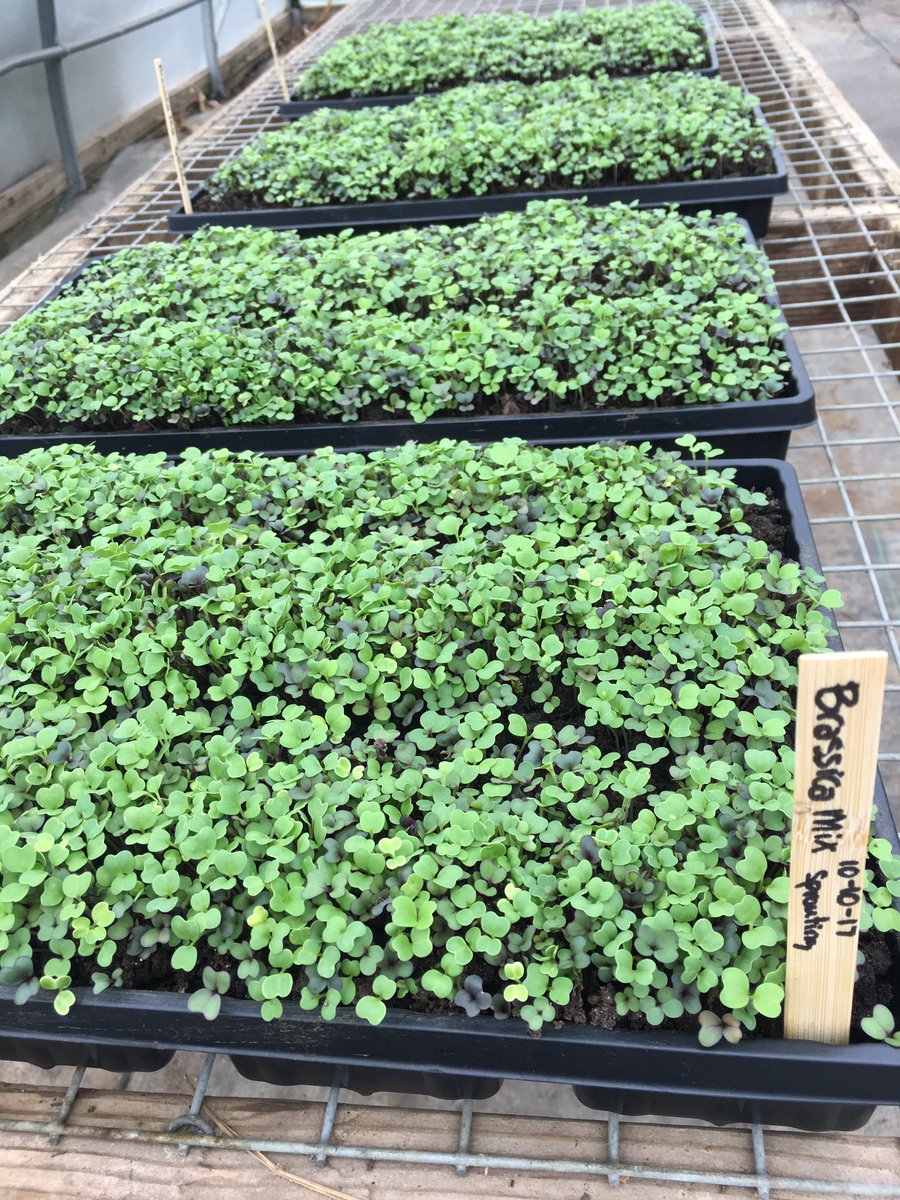 Brassica micro greens growing behind the restaurant in our green house by our CIA externs.