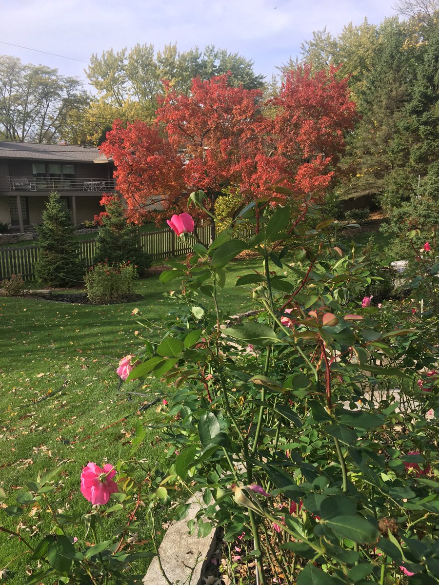 mnrosegardener's tweet photo. Earthsongs and Amur Maple today. Peak fall colors now in the Twin Cities; every street a color tour! @mnrosegardener https://t.co/hTrCX1Vwod