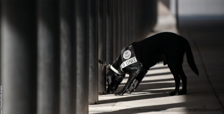 Family dog finds lost 2-year-old, stays until help arrives bit.ly/2gletZR?source… https://t.co/KXclWLx4Wu