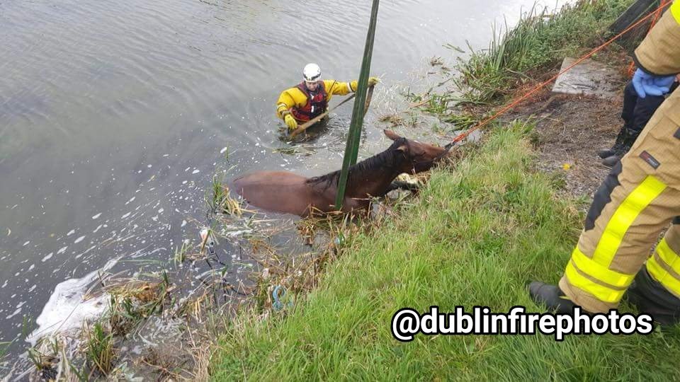 DublinFirePics's tweet photo. October 2017. DFB Swiftwater rescue technicians (SRTs) at a Horse rescue https://t.co/KvTbNw2wnA