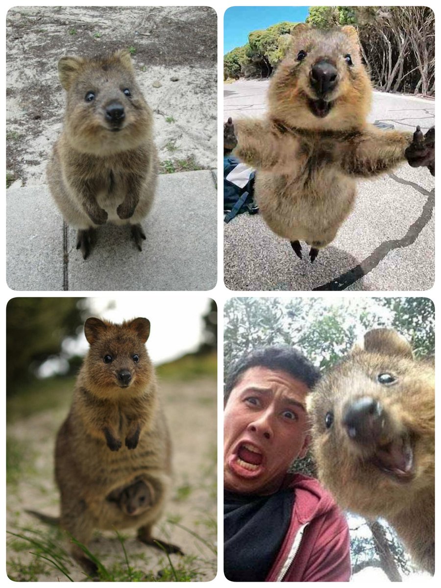 KANA on Twitter "クオッカワラビーはオーストラリアにしか生息していない希少動物です👀 いつも笑顔に見えるので 【世界一幸せな