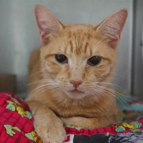 brendaperrott2's tweet photo. #ADOPT #FOSTER #PLEDGE FOR FAB GOLDIE WHO IS FRIENDLY TO STRANGERS, GENTLE WITH ALL! GOLDIE EVEN GETS ON WITH TEENAGERS!! SAVE THIS 1yo #KITTEN TREASURE! #PELDGE FROM ANYWHERE TO HELP SAVE GOLDIE! #NYC #cats #kittens #deathrow https://t.co/68spfF4Un0 https://t.co/zHBrCfBnic