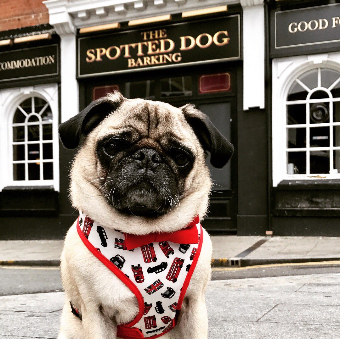 DougPugTherapy's tweet photo. The "Doug About Town" range! @Poochusir are donating all proceeds from a very limited edition range of harnesses to @dotslondon tomorrow! 😍 https://t.co/2ECrPGYAXx