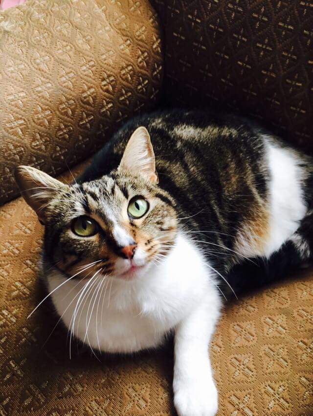 AnimalParaiso's tweet photo. Hermosa gatita joven en búsqueda de adoptantes, sabe usar caja de arena y es de carácter regalón. Contacto al wtsp +56956590512. #Viña https://t.co/Lw5K47Pm4E