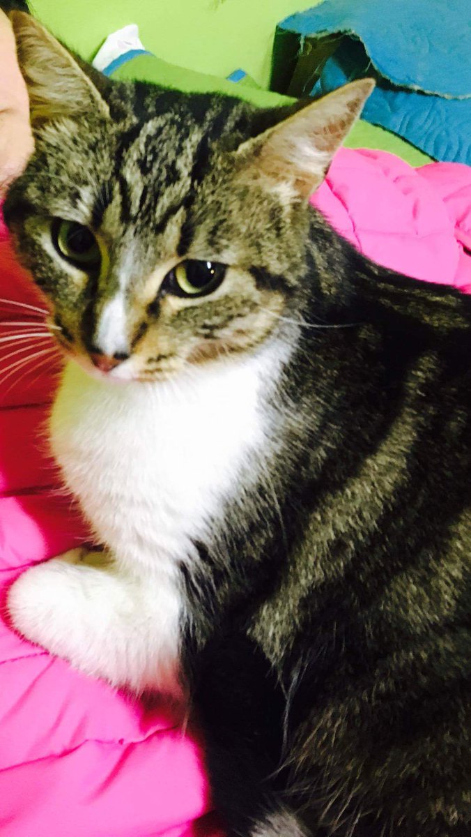 AnimalParaiso's tweet photo. Hermosa gatita joven en búsqueda de adoptantes, sabe usar caja de arena y es de carácter regalón. Contacto al wtsp +56956590512. #Viña https://t.co/Lw5K47Pm4E