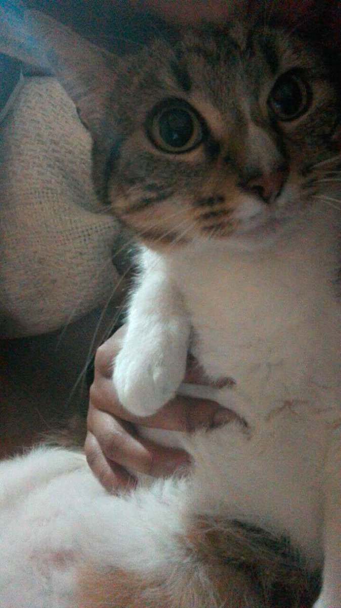 AnimalParaiso's tweet photo. Hermosa gatita joven en búsqueda de adoptantes, sabe usar caja de arena y es de carácter regalón. Contacto al wtsp +56956590512. #Viña https://t.co/Lw5K47Pm4E