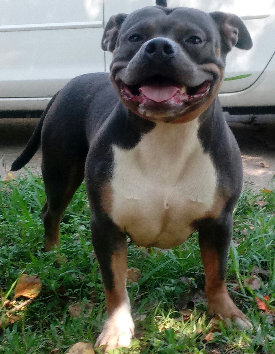 uncleB_73's tweet photo. Puppies coming soon #americanbullies #americanbully #abkc https://t.co/IPQRcUQbxM