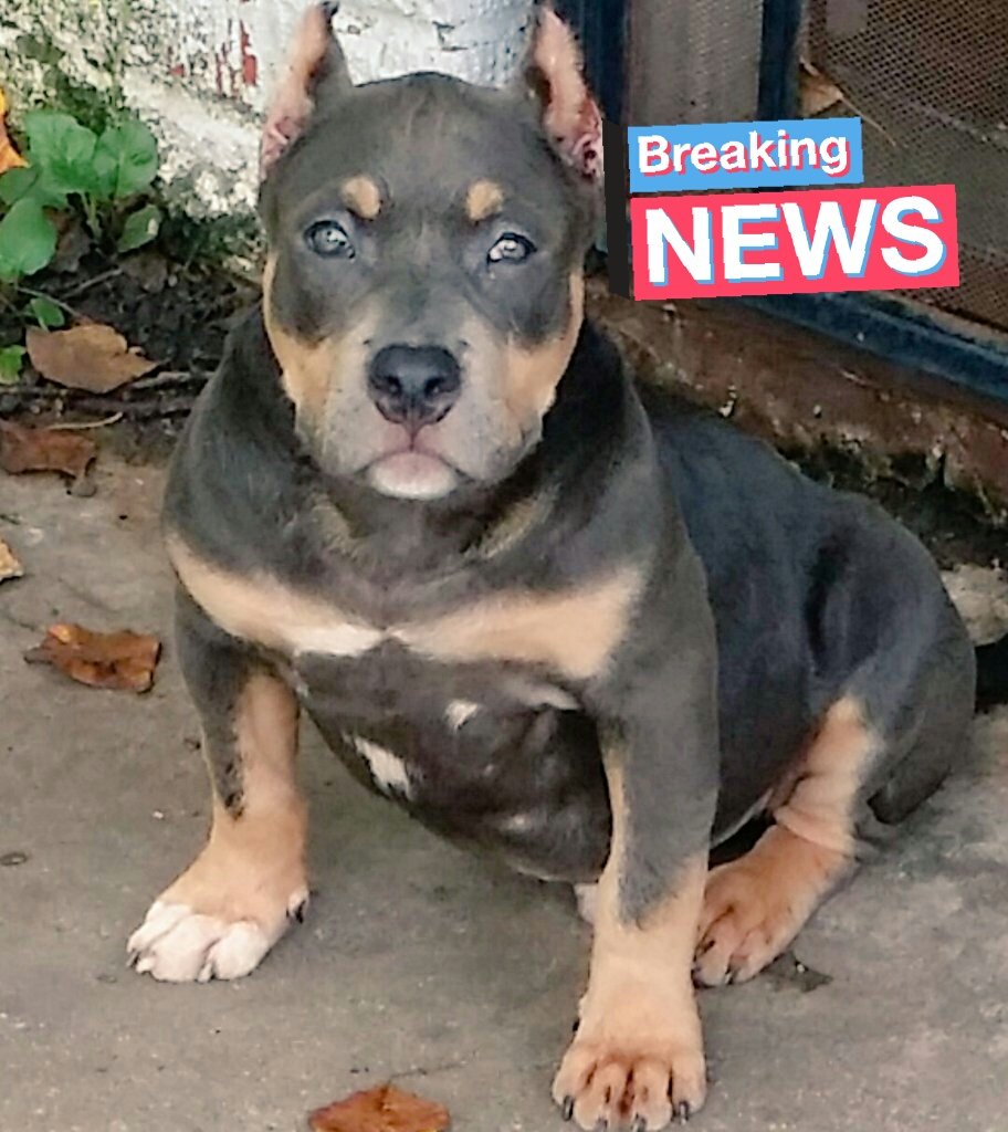 uncleB_73's tweet photo. #americanbullies #abkc https://t.co/iN2f4Aqz04
