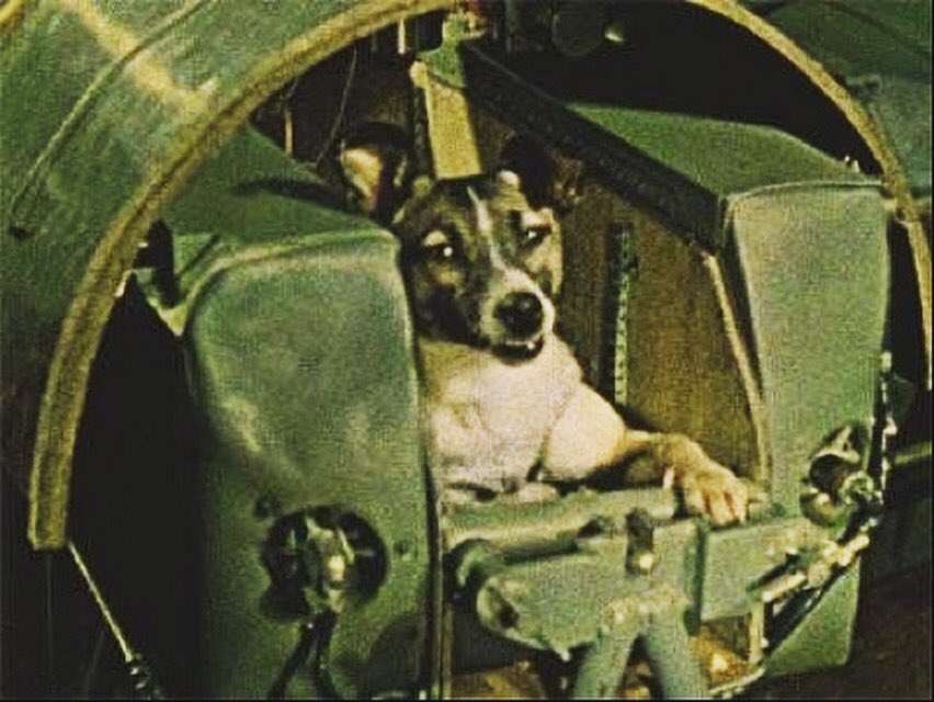 IIFI's tweet photo. Laika #space #dog ... https://t.co/u9TEuIjl3v
