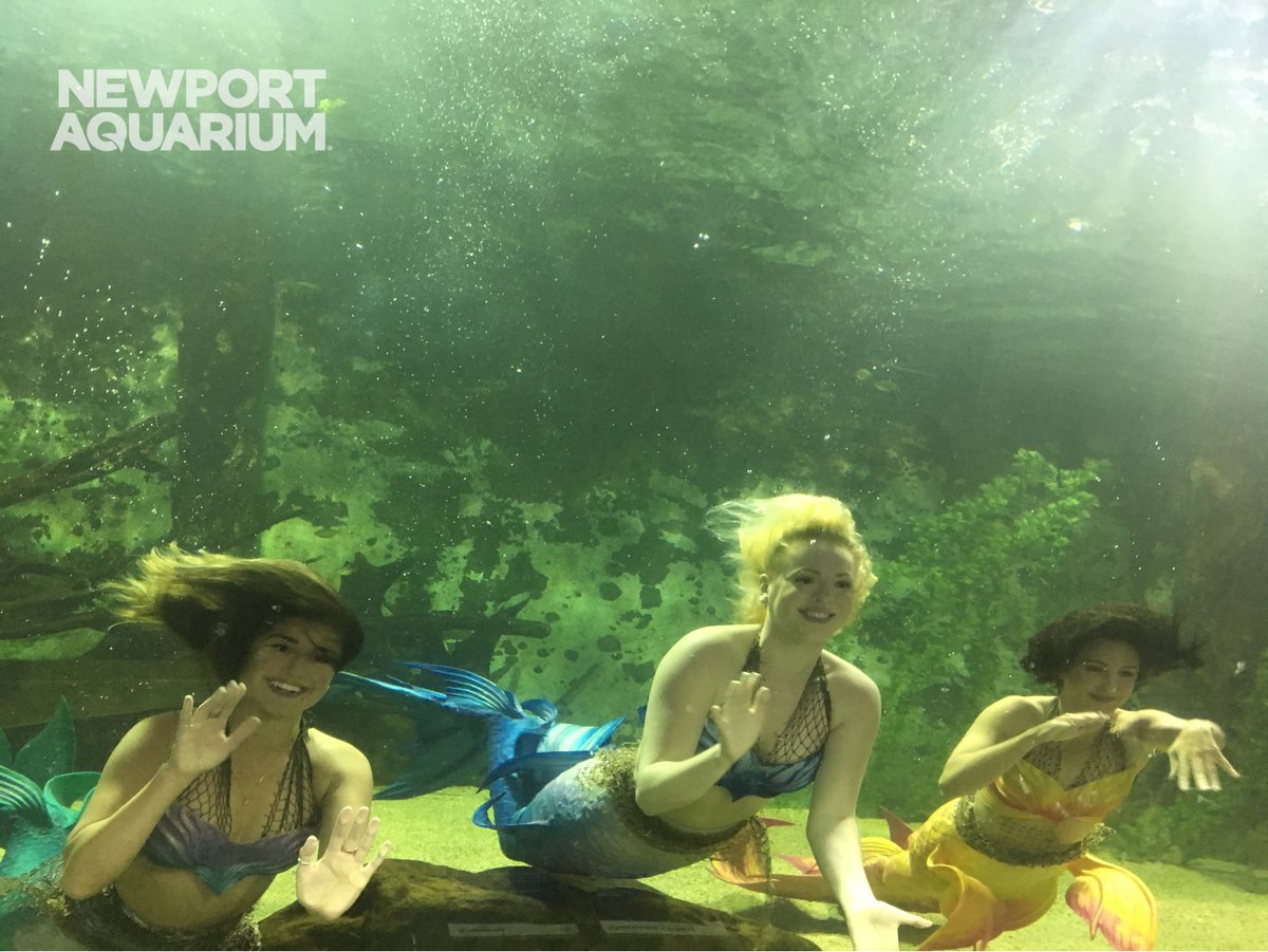 NewportAquarium's tweet photo. Farewell from the #mermaids... Until next year! ππ https://t.co/X8rBMHe72h