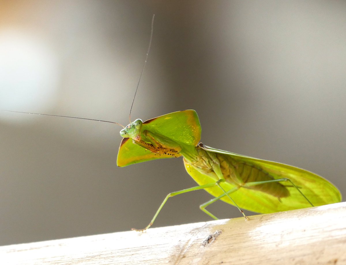 YantzaFarm's tweet photo. Green Praying Mantis #permatree #insects #igecuador #iginsects #southamerica #zamorachinchipe #iggreen #prayinmantis https://t.co/9qbZuXjXmf