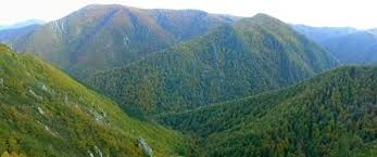 rimanereforte24's tweet photo. Quien no ha visto ese verde qe te caracteriza ni tu belleza, no entiende porqe lloramos al verte arder..Arde nuestro paraíso, #ArdeAsturias https://t.co/C3huHQYkVs