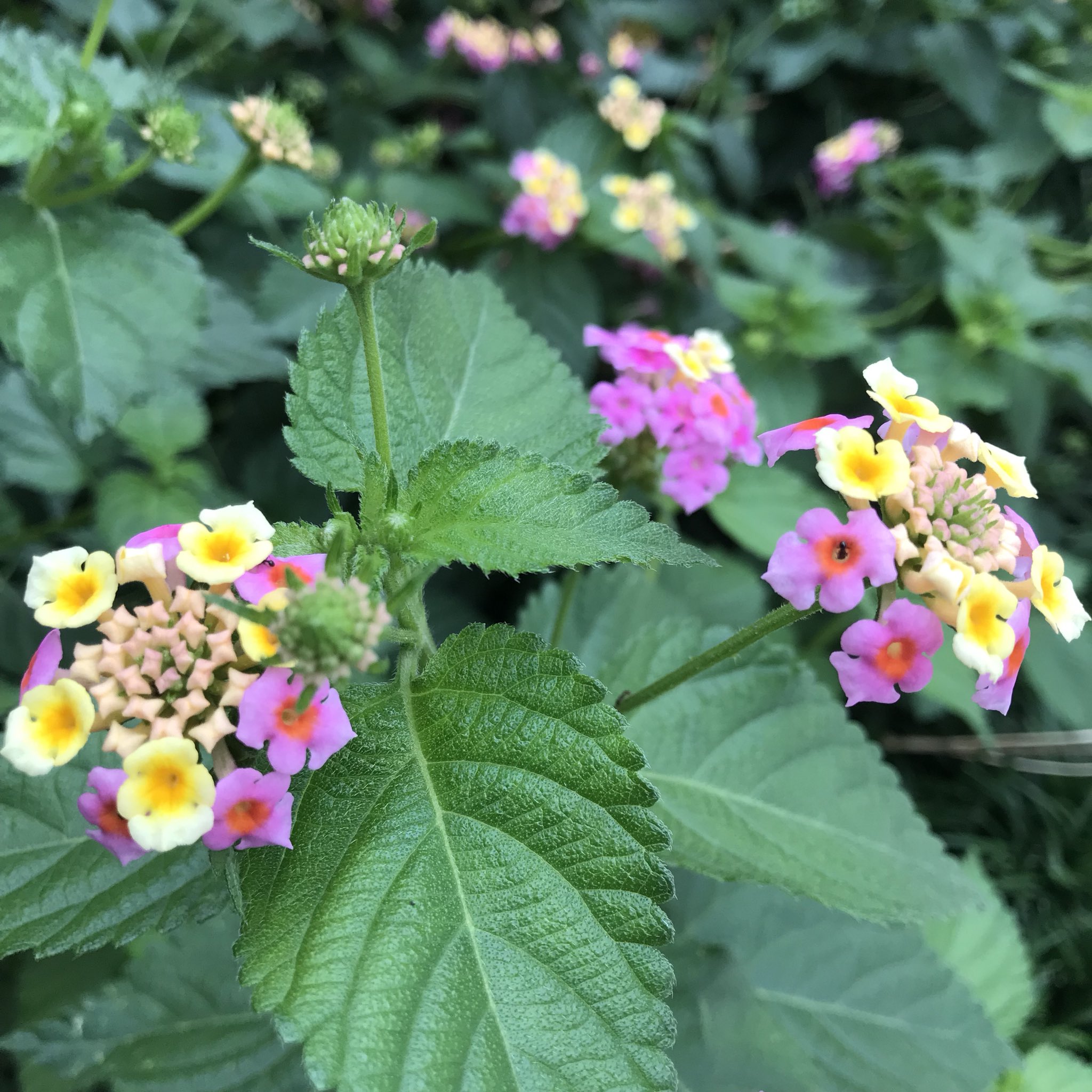 花梨karin ランタナ 花言葉 心変わり 合意 協力 厳格 １つの花で 色の変化を楽しめる花はなかなか無いので 好きな花の１つです Lantana Language Of Flowers Rigor 厳格 好きな花 きれい ランタナ Tnp Favoriteflower T Co